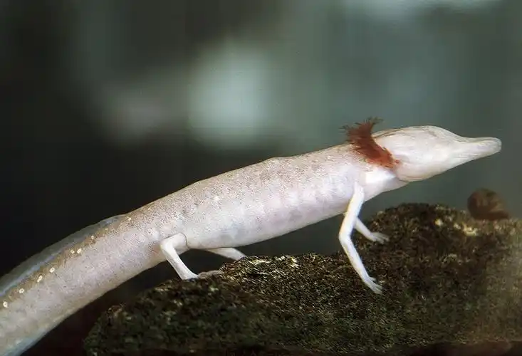 这种动物七年不吃不喝,依旧有生命,可以在水下活一百年|螈|潜水员