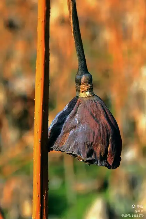 《一池残莲》残缺的美丽,亦堪称完美