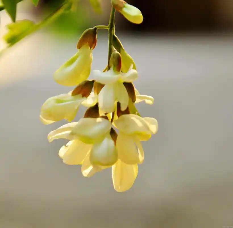 阿坝阿来(槐花)