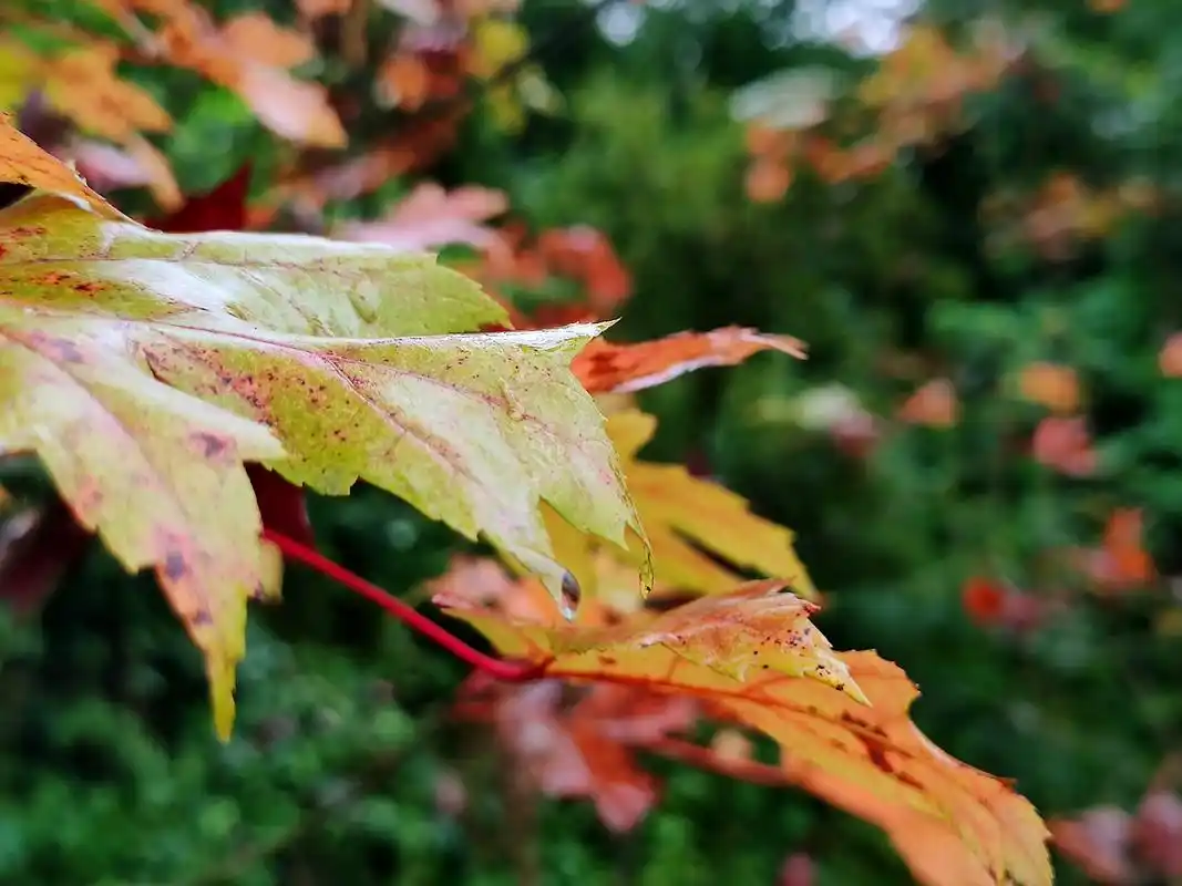红叶 雨后川西红枫岭,一片唯美! - 抖音