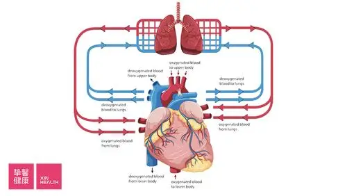 心脏病科普 02:我们的心脏是如何供血的(上)我们讲了心血管的付出