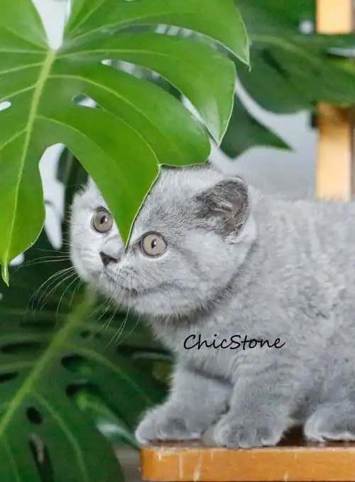 2022年新一代蓝色英短