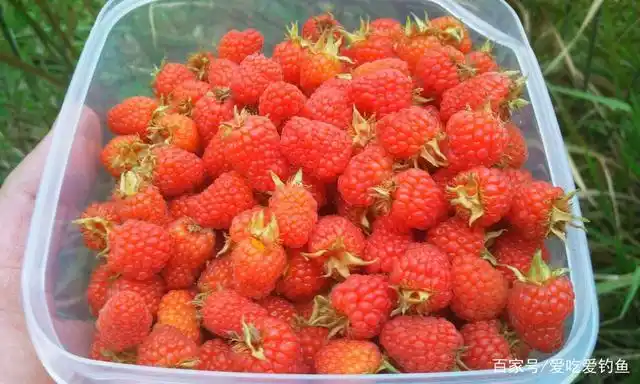 80后小时候吃过的野果,满满都是童年的味道