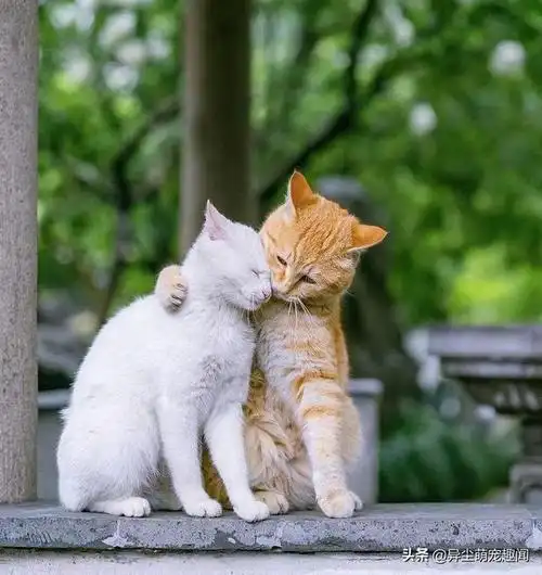 猫咪可爱图片猫咪可爱图片卖萌20张成对出现的可爱猫咪的照片