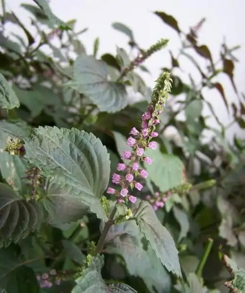 二,紫苏:润肺镇咳,泡水防感冒薄荷最简单的吃法是生吃,择其刚发出的