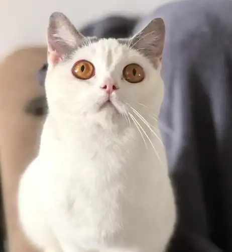 上海蓝白,梵花英短寻铲屎官