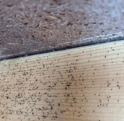 "我小时候经常把它们从松饼和面包上弄下来,因为我总认为它们是苍蝇