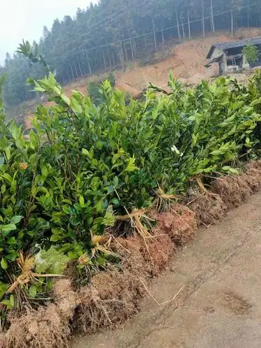 基地嫁接油茶苗价格多少钱一颗