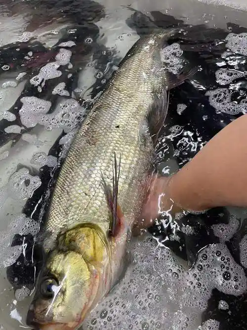 千岛湖野生大白翘嘴鱼大白条鲜活大米新鲜现杀淡水鱼类