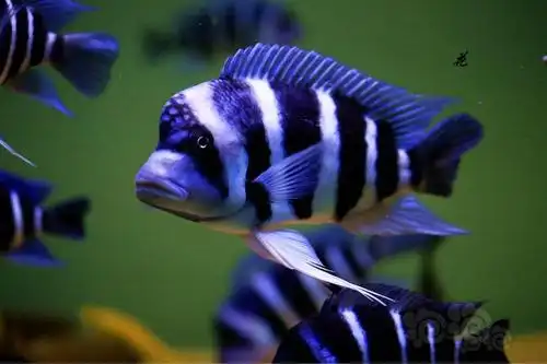 【三湖慈鲷】其实,是不是应该开个三湖慈鲷专区的.