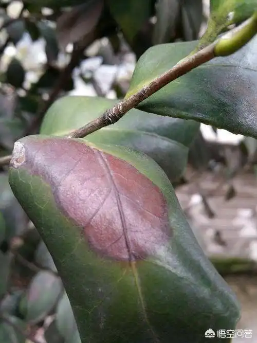 头条问答 - 茶花叶子边缘枯黄是什么原因引起的?怎样治疗?(6个回答)