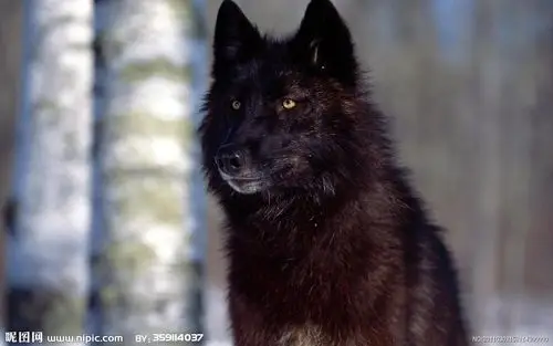 展开全部 传说中的黑狼 向左转  向右转