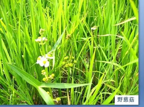 水田各种杂草