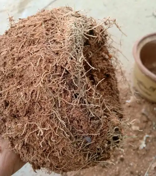 买回来带花苞的茶花上盆前到底要不要洗根?茶花基地技术员有话说