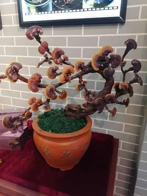 灵芝盆景