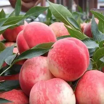 春雪桃 60mm以上 5两以上