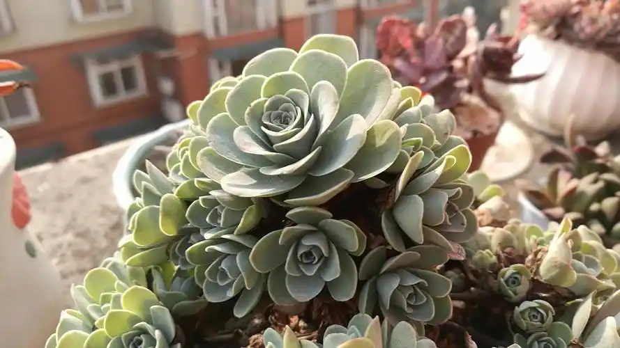 大猫多肉翡翠球