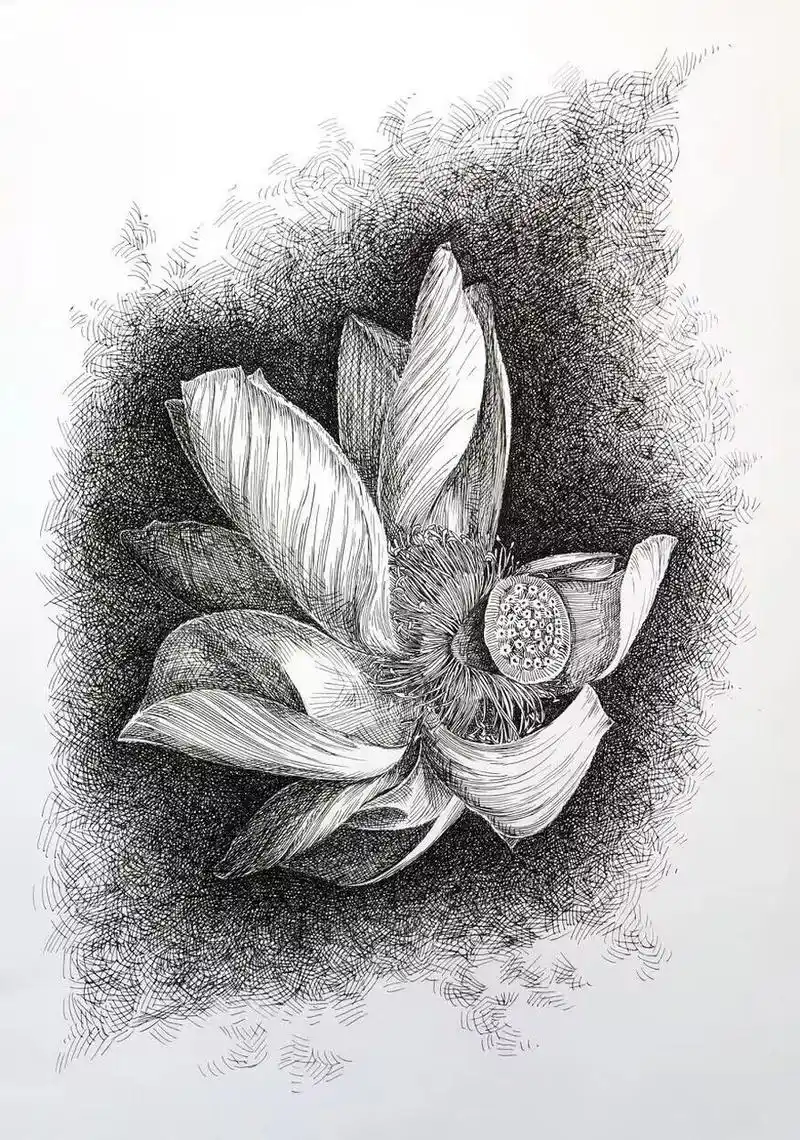 【小进钢笔画】荷花!