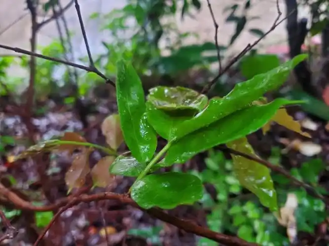 树葡萄发新叶了