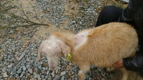 家羊皮肤怎么解决