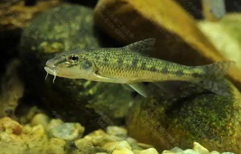 鲫花鱼批发价格,鲫花鱼市场价格,鲫花鱼多少钱一斤