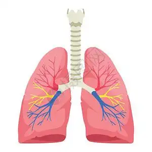 孔细白色背景的人类肺部解剖矢量图插画