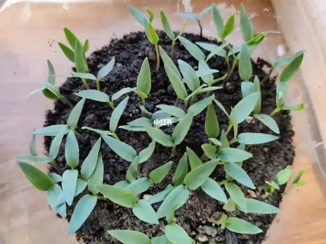 辣椒发芽