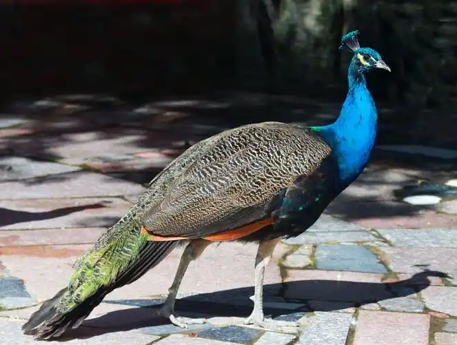 福州鸟语林游记——美丽的孔雀