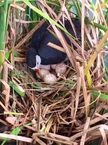 白面水鸡在芦苇丛中繁育后代.