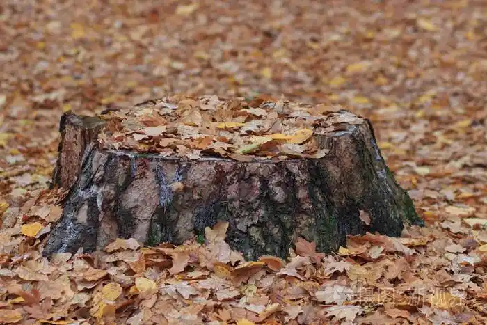 秋天森林里的老烂树桩秋天的心情治理和腐败的概念