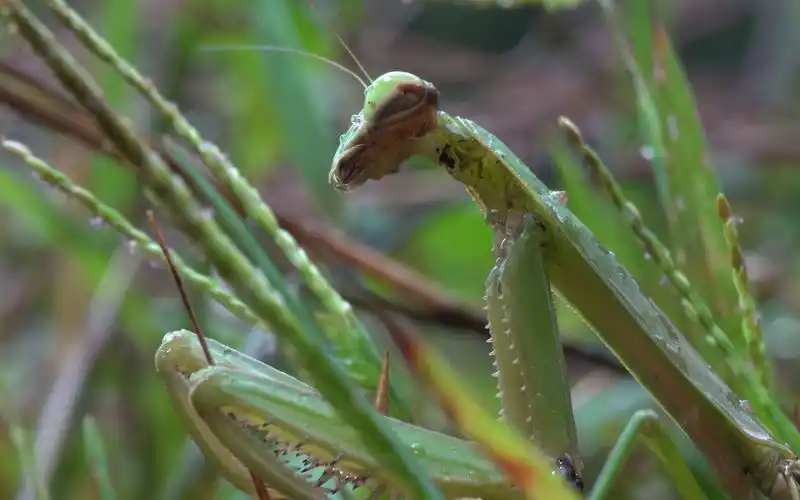 【生物记录/螳螂】中华大刀螳