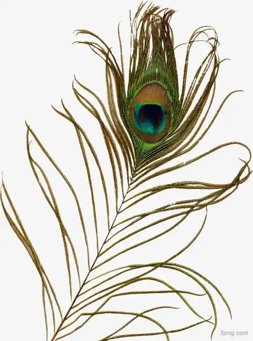 孔雀羽毛装饰png素材透明免抠图片-装饰效果