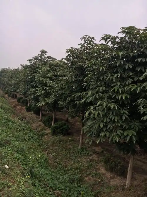 用实力告诉你绿化苗木基地是这样的!