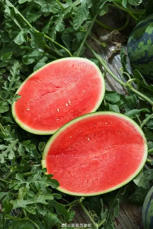 西瓜味浓郁,瓜肉脆而不硬,甜而不齁清新自然东台甘美30 32西瓜,前