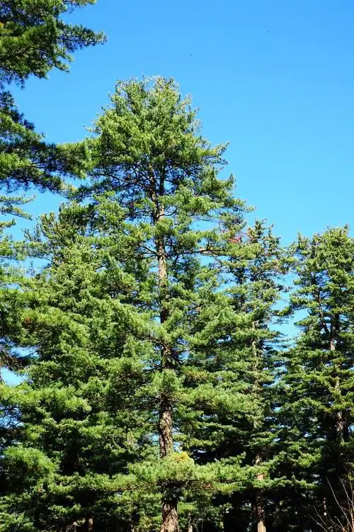 咏红松 - 木材网