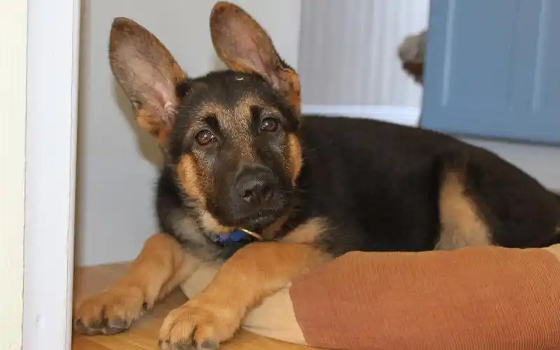 哪里卖纯种的德国黑背犬