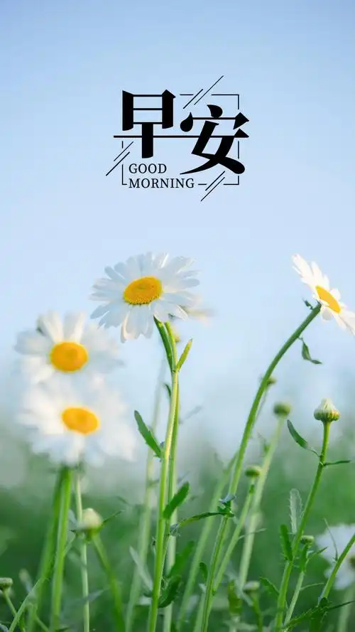 小雏菊早安治愈配图