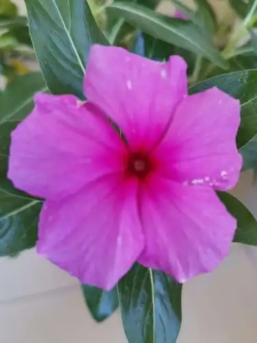 盆养朝鲜国花金达莱