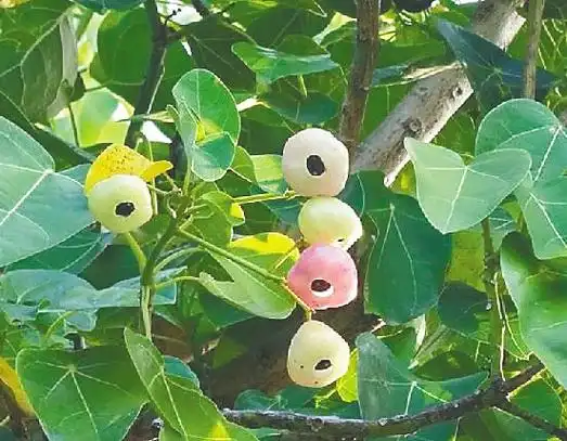 海南周刊丨热带滨海植物:在砂石间逆境逢生