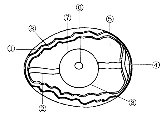 鸟卵结构图简笔画 简笔画图片大全-普车都