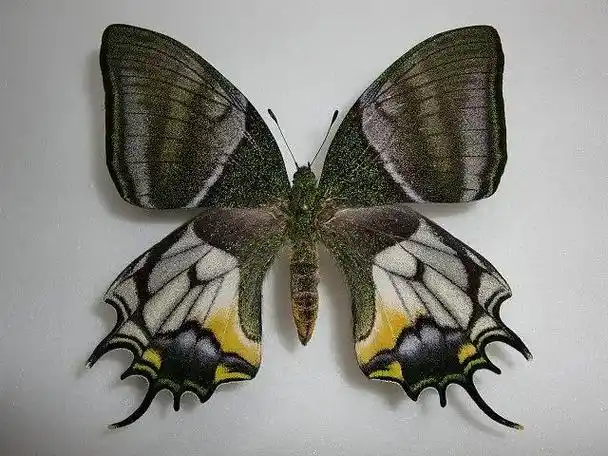 世界珍稀蝴蝶,你知道几种?