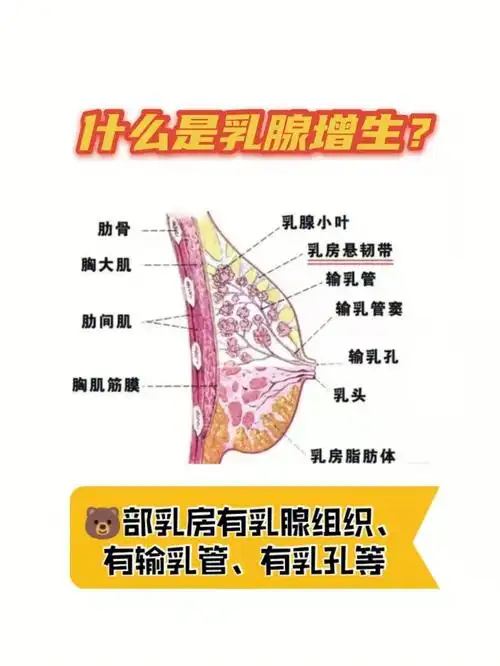 要想整明白这事,首先你得了解下乳房的结构,我们的乳房就