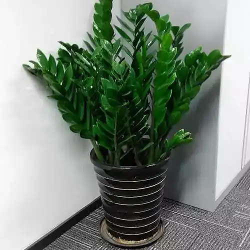 春节在家里摆一盆"招财树",财源滚滚过大年!