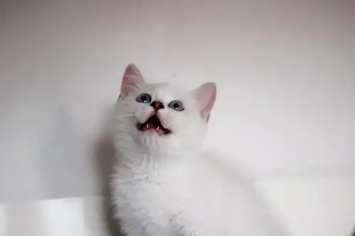 英短银点 渐层蓝眼弟弟妹妹 找新家