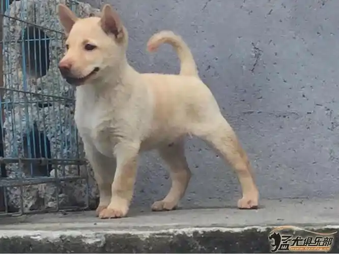 出售精品猎犬广西猎犬