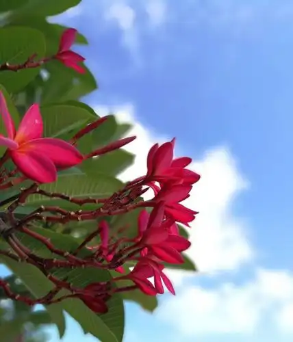 海南三亚的点滴美景随拍