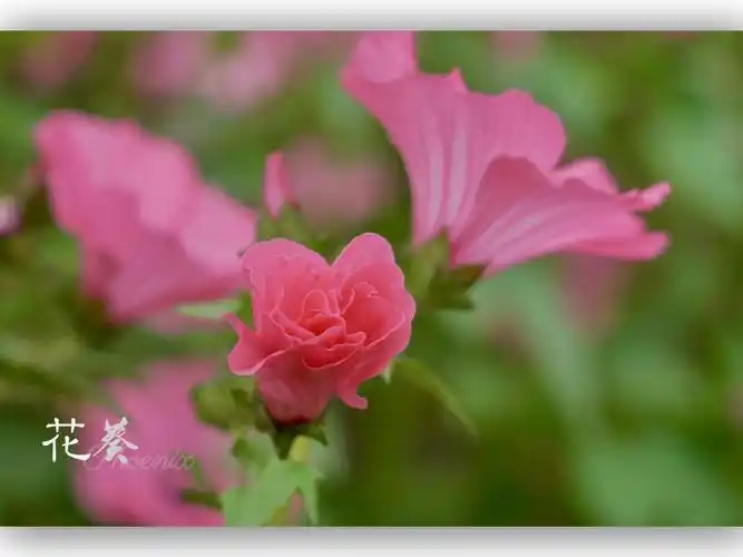锦葵科,花葵属植物 花冠紫红色,基部具深紫色脉
