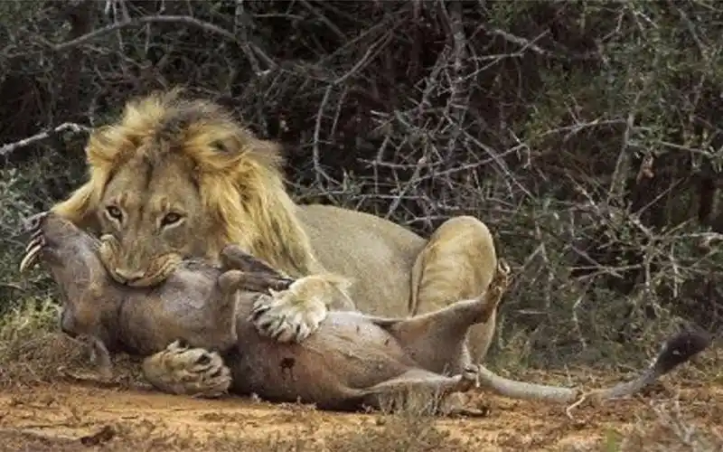 狮子大战野猪,野猪被狮子咬住咽喉一击毙命,生死就在一瞬间!