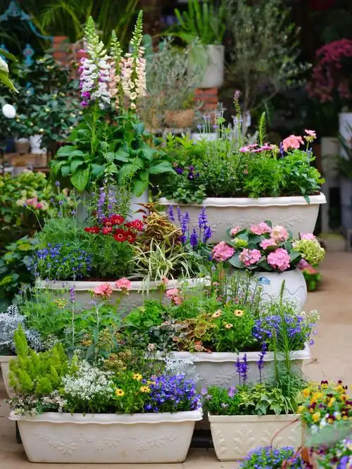 草花组合盆栽适合阳台党的氛围感迷你花境