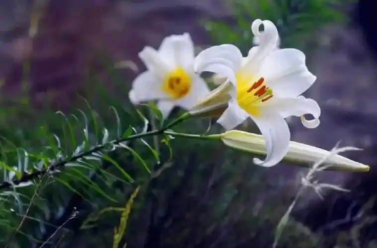 野百合花开盛夏